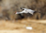 Bosque del Apache_230.JPG