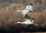 Bosque del Apache_247.JPG