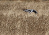 Bosque del Apache_249.JPG