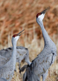 Bosque del Apache_286.JPG