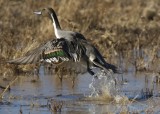 Bosque del Apache_296.JPG