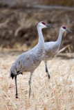 Bosque del Apache_3.JPG