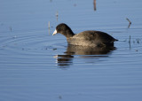 Bosque del Apache_48.JPG