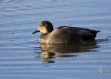 Bosque del Apache_57.JPG