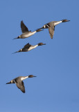 Bosque del Apache_6.JPG