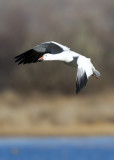 Bosque del Apache_71.JPG