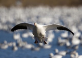 Bosque del Apache_82.JPG