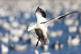 Bosque del Apache_84.JPG