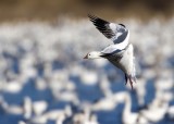 Bosque del Apache_87.JPG