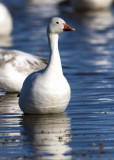Bosque del Apache_89.JPG