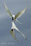 Arctic Tern Dual.jpg