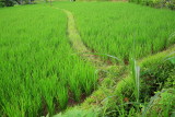 Rice field