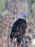 Winter Bald Eagle