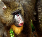 baboon face_ed.jpg