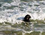 dog in waves1.jpg