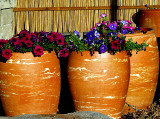 flower pots manta ray.jpg
