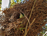 parrot nest2.JPG