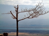 masada dead tree.jpg
