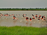 com - P5021052 flamingos flying.jpg