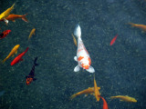 koi red white.JPG