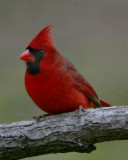 January 25, 2009  -  Bright Cardinal