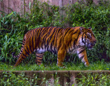 June 9, 2009  -  Tiger, tiger, burning bright...
