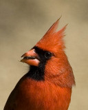 March 26, 2008  -  Cardinal Closeup