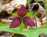 May 9, 2008  -  Ill Scented Trillium