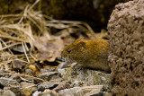 Wood Mouse 5