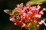 Bee Face