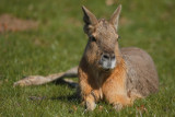 2010Whipsnade - relaxed