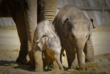 2010 Whipsnade Elephant chums