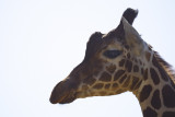 2010 Whipsnade Giraff