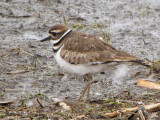 Killdeer 8a.jpg