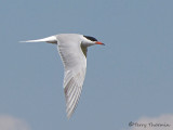 Common Tern in flight 3a.jpg