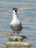 Common Tern 8a.jpg