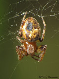 Larinioides cornutus - Orb Weaver A2a.JPG