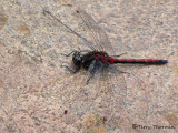 Leucorrhinia borealis - Boreal Whiteface 8a.jpg