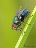 Blow Flies - Calliphoridae