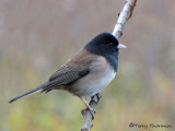 Dark-eyed Junco Oregon race 7a.jpg