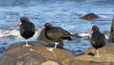 Black Oystercatchers 7a.jpg