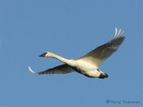 Trumpeter Swan in flight 1a.jpg