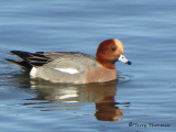 Eurasian Wigeon 9a.jpg