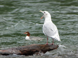 Glaucous-winged Gull and Common Merganser 1a.jpg