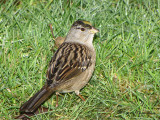 Golden-crowned Sparrow 6a.jpg