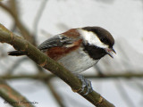 Chestnut-backed Chickadee 8a.jpg