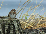 Song Sparrow 23a.jpg