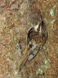 Brown Creeper 4b.jpg