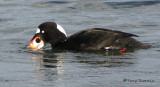 Surf Scoter washing clam 2c.jpg