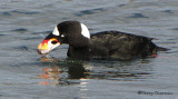 Surf Scoter washing clam 3c.jpg